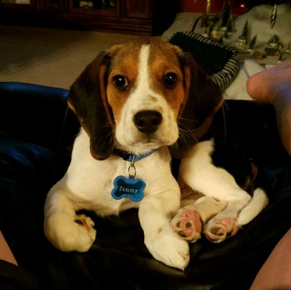 Meet your Posher, Theresa